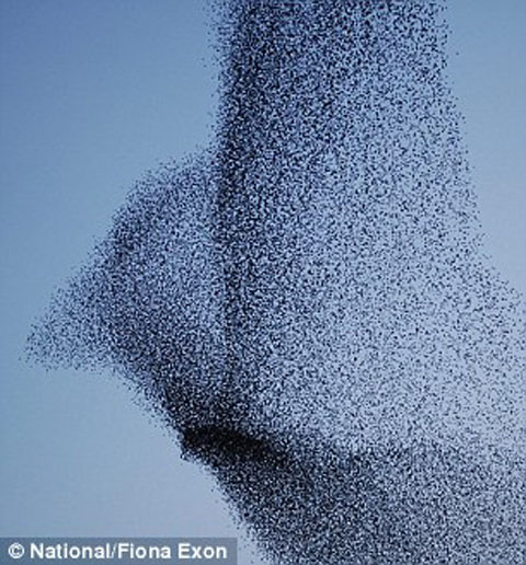 Picture 9 of Strange photos of winter starlings
