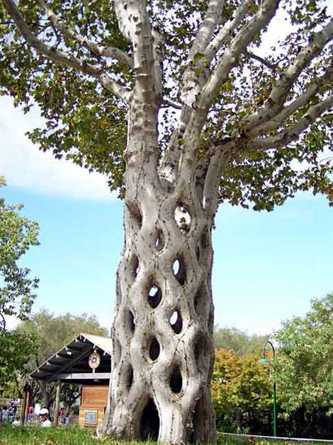 Picture 10 of Strange plants on Earth