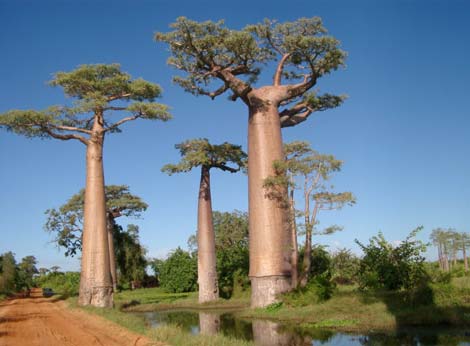 Picture 4 of Strange plants on Earth