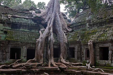 Picture 6 of Strange plants on Earth