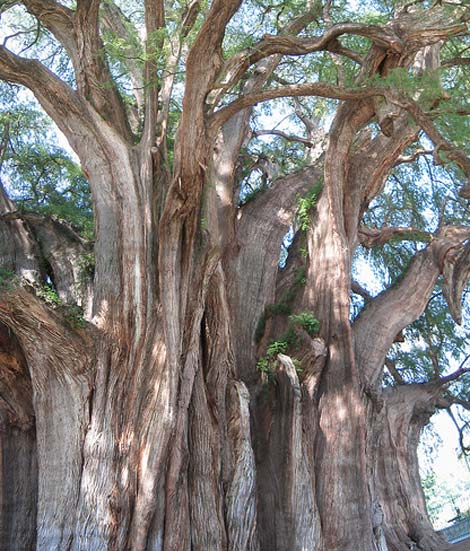 Picture 7 of Strange plants on Earth