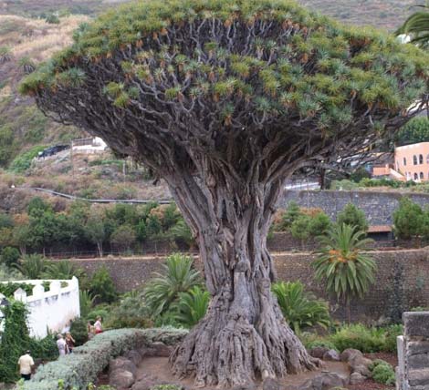 Picture 8 of Strange plants on Earth