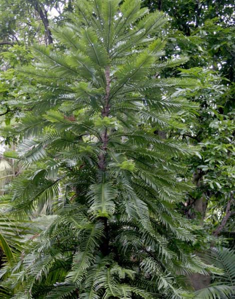 Picture 9 of Strange plants on Earth