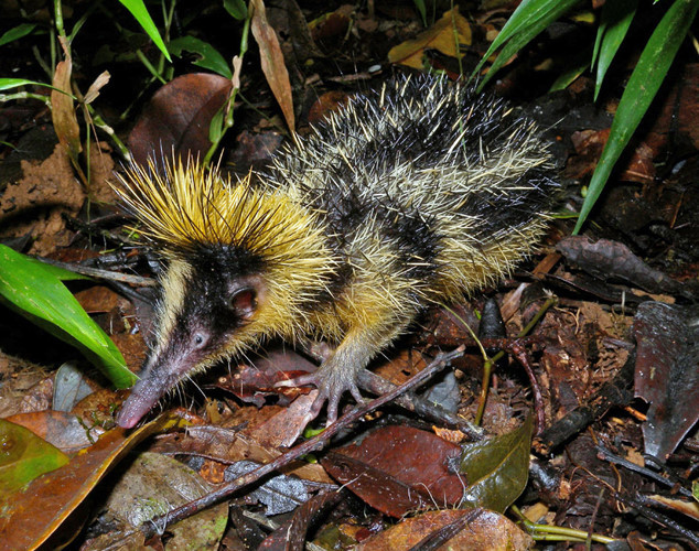 Picture 2 of Strange porcupine, long snout, colorful