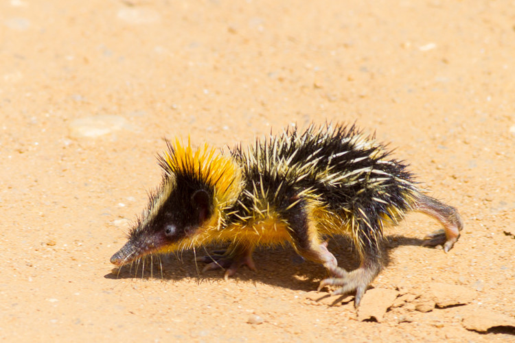 Picture 3 of Strange porcupine, long snout, colorful