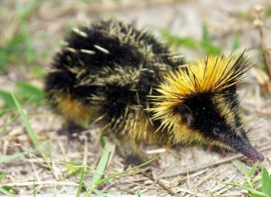 Picture 4 of Strange porcupine, long snout, colorful