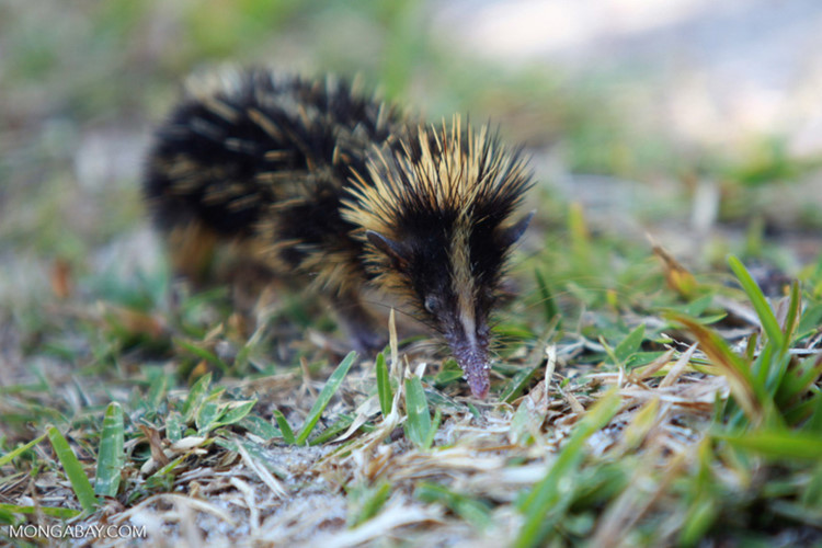 Picture 5 of Strange porcupine, long snout, colorful