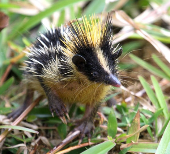 Picture 6 of Strange porcupine, long snout, colorful