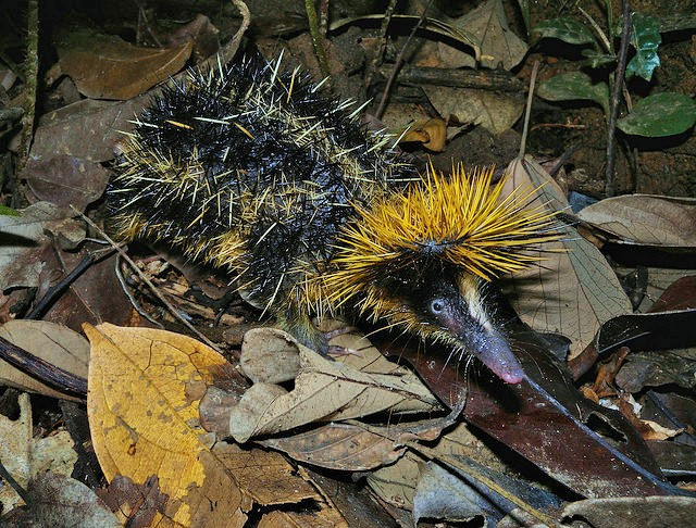 Picture 7 of Strange porcupine, long snout, colorful