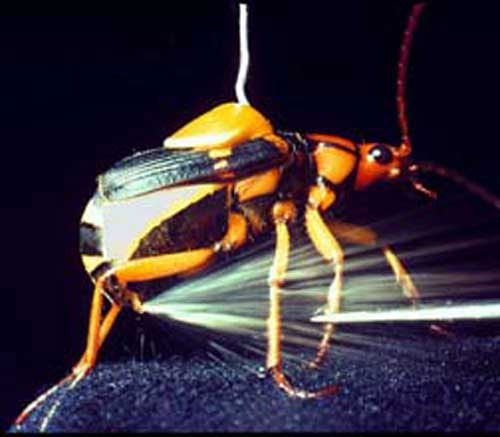 Picture 10 of Strange 'products' of creation