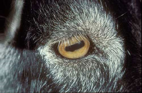 Picture 3 of Strange 'products' of creation