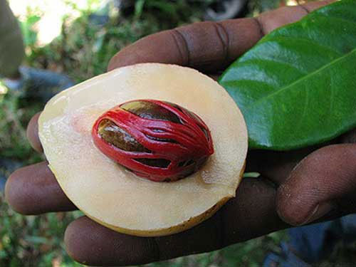Picture 8 of Strange 'products' of creation