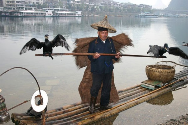 Picture 4 of Strange purposes when training animals (2)