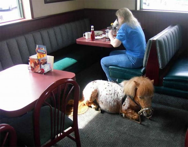 Picture 5 of Strange purposes when training animals (2)