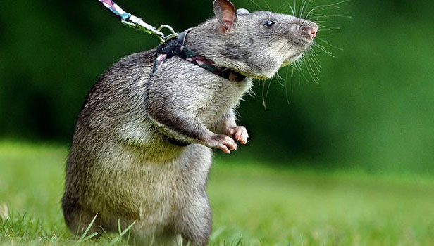 Picture 6 of Strange purposes when training animals (2)