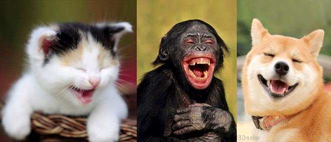 Picture 1 of Strange question: Do animals laugh like humans?
