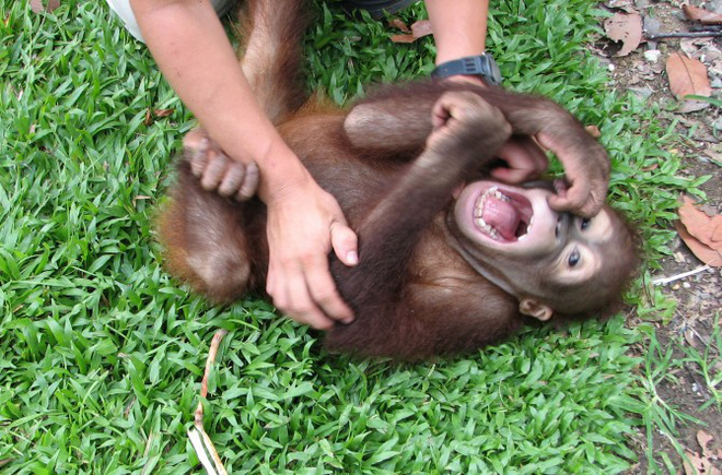 Picture 2 of Strange question: Do animals laugh like humans?