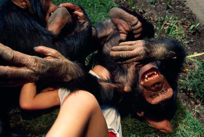 Picture 3 of Strange question: Do animals laugh like humans?
