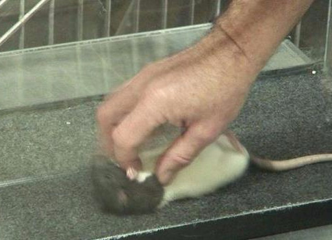 Picture 5 of Strange question: Do animals laugh like humans?