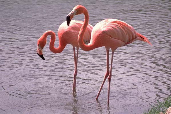 Picture 10 of Strange records of birds