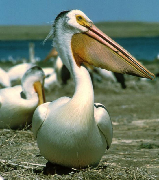 Picture 11 of Strange records of birds