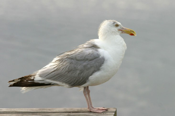 Picture 13 of Strange records of birds