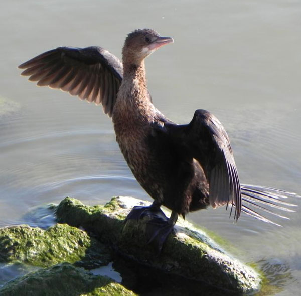 Picture 14 of Strange records of birds