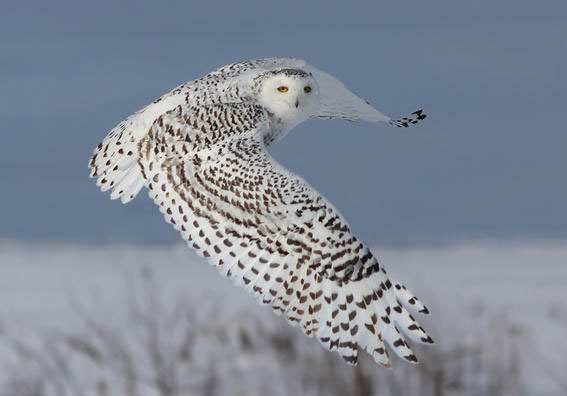 Picture 7 of Strange records of birds