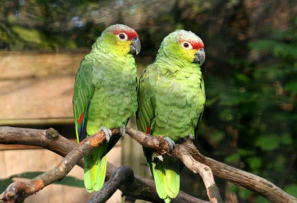 Picture 8 of Strange records of birds