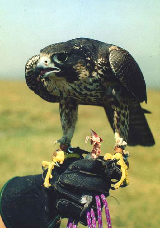 Picture 9 of Strange records of birds