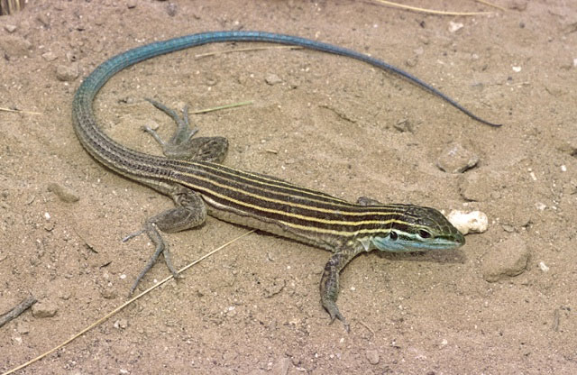 Picture 1 of Strange reproductive practices of lizards