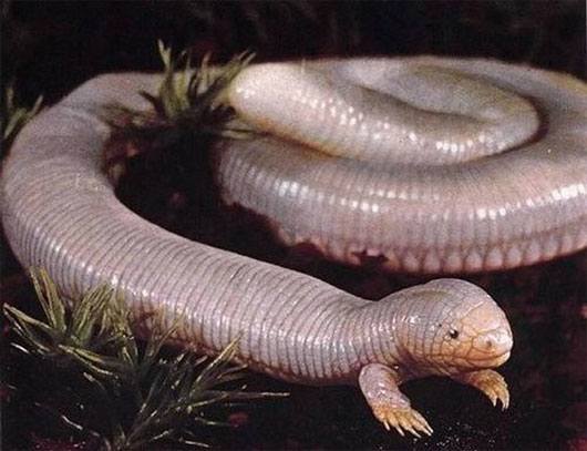 Picture 1 of Strange reptiles look like worms, snakes and turtles