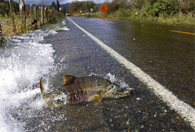 Picture 1 of Strange salmon flock across the road right in front of the car
