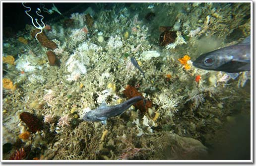 Picture 4 of Strange sea creatures in Antarctica