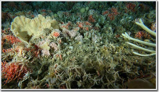 Picture 5 of Strange sea creatures in Antarctica