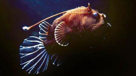 Picture 1 of Strange sea creatures in the coral reef