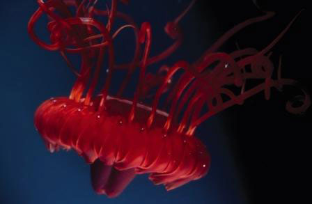 Picture 2 of Strange sea creatures in the coral reef