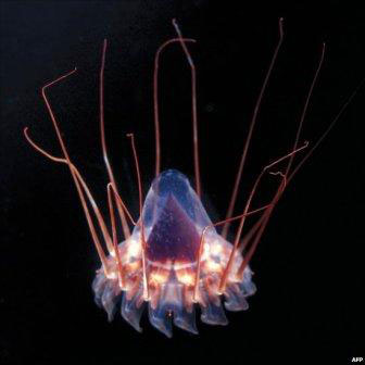 Picture 3 of Strange sea creatures in the coral reef