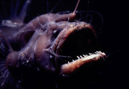 Picture 4 of Strange sea creatures in the coral reef