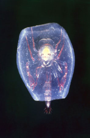 Picture 5 of Strange sea creatures in the coral reef