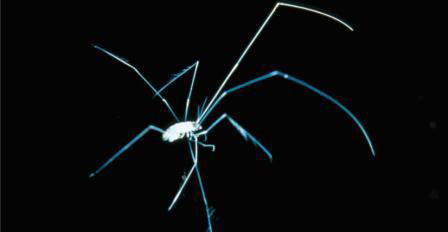Picture 7 of Strange sea creatures in the coral reef