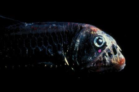 Picture 8 of Strange sea creatures in the coral reef