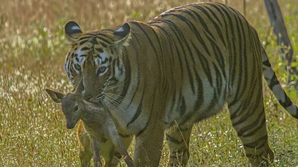 Picture 8 of Strange sight of a cuddly baby deer