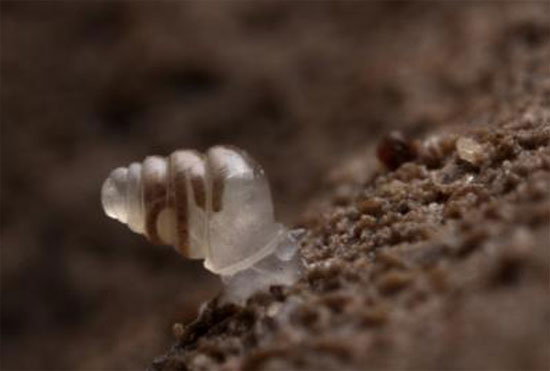 Picture 1 of Strange snail species transparent shell like glass