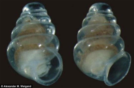 Picture 3 of Strange snail species transparent shell like glass