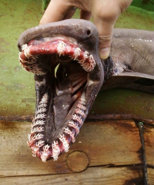 Picture 1 of Strange snake-like creatures possess bizarre jagged teeth