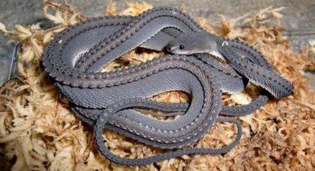 Picture 1 of Strange, snake-like snake in legend