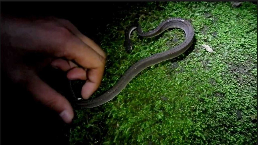 Picture 2 of Strange, snake-like snake in legend