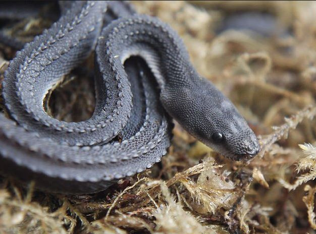 Picture 3 of Strange, snake-like snake in legend