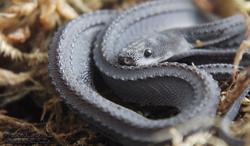Picture 4 of Strange, snake-like snake in legend